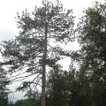 Szarvas 195